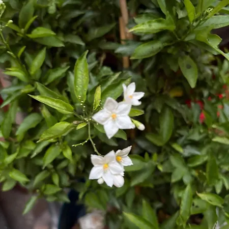 La Fabrica Deu Rei Enric Pau