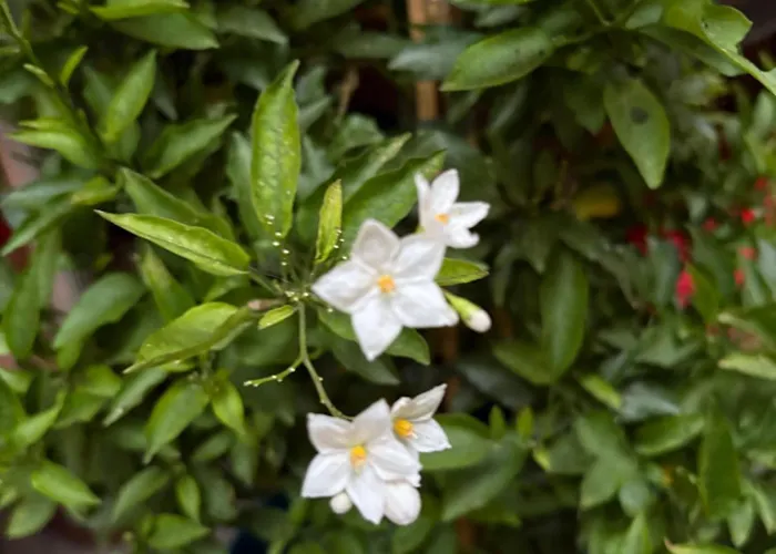 La Fabrica Deu Rei Enric Pau